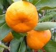 Questions and Answers - Satsuma Orange, What is a Satsuma ...