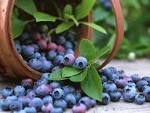 Bilberries are Bursting with Nutrition | Epic Nutrition Today