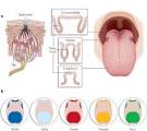 UNSW Embryology- Taste Development
