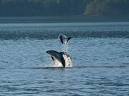 Dall's Porpoise | The SeaDoc Society
