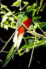 Resplendent Quetzal - Costa Rica picture in the Monteverde Rain Forest