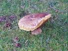 This whopper - about ten - via Daymix