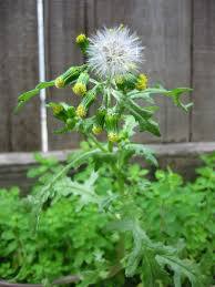 Senecio vulgaris - Wikipedia