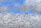 A flock of geese during their - via Daymix