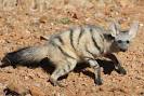 Hyaena Specialist Group - Status and Conservation