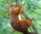 Red Squirrel at the British - via Daymix