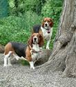 Basset Artesian Normand breed information - Dogs - Dog Information