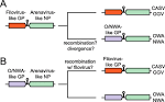 Old/<b>New World arenavirus</b>.