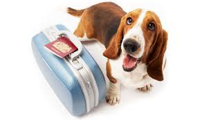  What To Ask When Flying Your Pets 