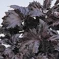 Purple Ruffles Basil Herb