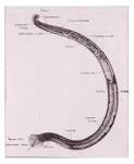 Diagram of male hookworms used in public education lectures] [