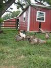 The Happy Homesteader Blog - Country Skills, Simple Living, Self ...