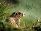 Photo: A groundhog sitting in