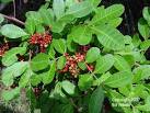 Exotic &amp; Invasive Plants in Florida