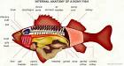 Internal anatomy of a bony fish