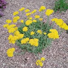 Image result for Achillea chrysocoma