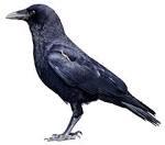 FREQUENTLY ASKED QUESTIONS ABOUT CROWS