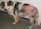 SmartStyling: The Effects Of Fleas on the Canine Coat