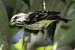 2012 Bird Sightings - North Thailand Birding