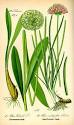 Alliaceae - Wikipédia