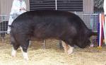 Minniribbie farm Berkshire pork « adelaidefoodies