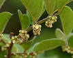 <b>Ebenaceae</b>