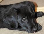 australian shepherd mix puppy | jasminerose