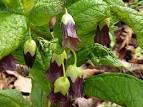 "<b>Scopolia</b> carniolica