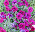 Taxon: <b>Solanaceae</b>
