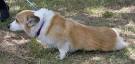 Degenerative Myelopathy - disease basics