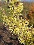 File:<b>Hamamelis</b> Japonica x