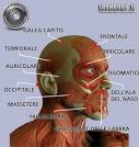 esterna della <b>mandibola</b>