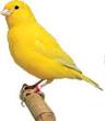 PetsPlus - Birds