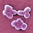 Acinetobacter baumannii | Flickr - Photo Sharing!