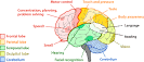brain_regions.gif