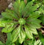 <b>Podophyllum peltatum</b>,