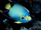 Queen Angelfish, Queen Angelfish Pictures, Queen Angelfish Facts ...