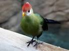 Charlosa - Photography - SeaWorld, Florida, USA - Tropical Bird in ...