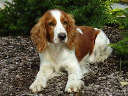 Welsh springer spaniel. Insertion - Tiere, Hundevermittlung ... - 36-welsh-springer-spaniel-2