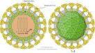 ViralZone: Alphavirus