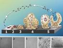 MBW:Role of Biofilm Matrix in Structural Development - MathBio