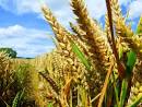 Companies Put Restrictions On Research into GM Crops