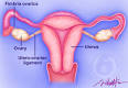 Fallopian Tube Anatomy and Functions