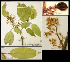 Image result for "Rourea diversifolia"
