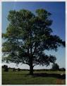 Ash Tree Images