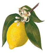 citron