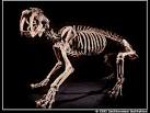 Mastodons
