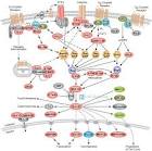 Signaling Pathways: G-Protein-Coupled Receptors Signaling to MAPK/