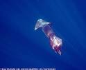 Jumbo Squids, Dosidicus gigas at MarineBio.