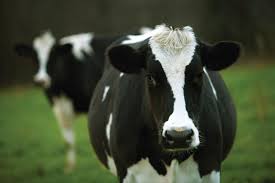 Cow